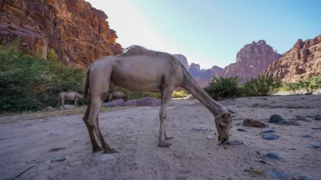 وادي الديسة بالمملكة افضل المواقع السياحية في المملكة
